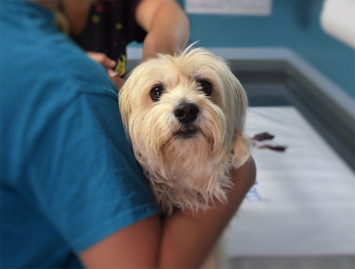 Emergency Pet Care