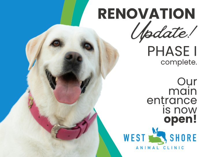Important Renovation & Appointment Updates at West Shore Animal Clinic